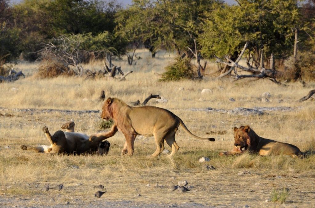 Safari en África, ¡encuentra la información que buscas aquí!