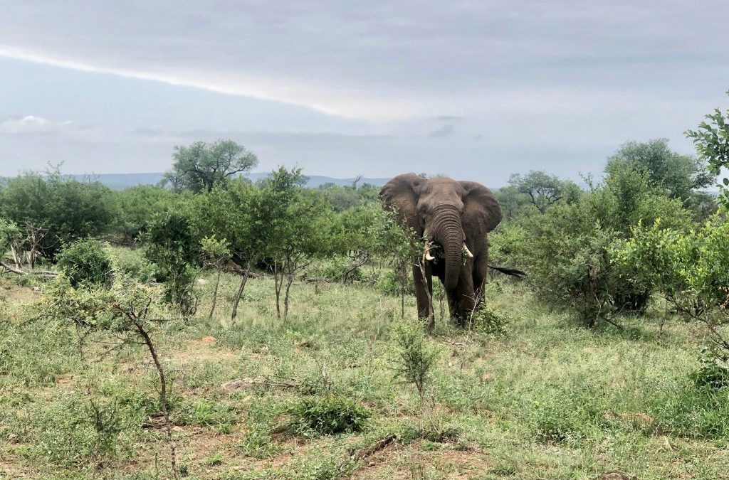 Safari en el Kruger, ¡estos son los mejores consejos!