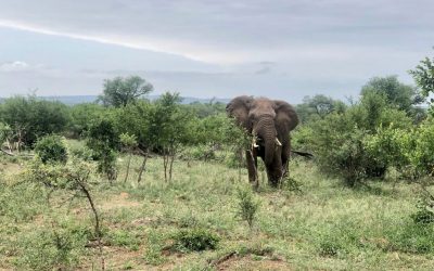 Safari en el Kruger, ¡estos son los mejores consejos!